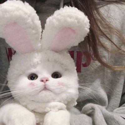 老子真的服了
